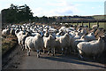NJ7613 : Unescorted Sheep by Anne Burgess