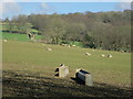 Sheep near Iden Green Farm