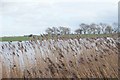 TF1821 : Restored Wetlands by Bob Harvey