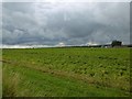 Potato field by Kirriemuir