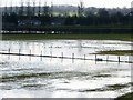 SE2779 : Wading birds in a flooded field off Moor Lane by Christine Johnstone