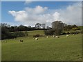 Sheep at Bryn Adda