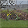 Daffs in wind and rain