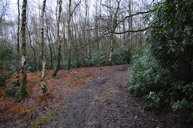 The Harrogate Link, Cardale Woodland © N Chadwick :: Geograph Britain ...