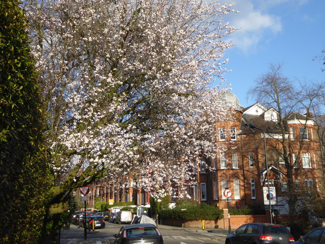 Early blossoming tree in Greencroft Gardens