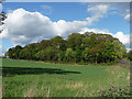 Common Plantation near Hooton Roberts