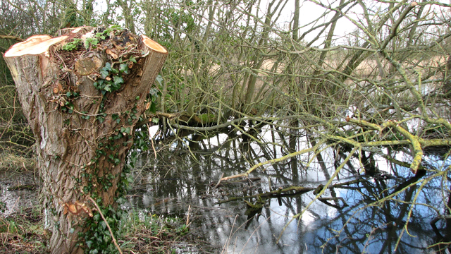 cut-down-tree-beside-the-path-evelyn-simak-cc-by-sa-2-0-geograph