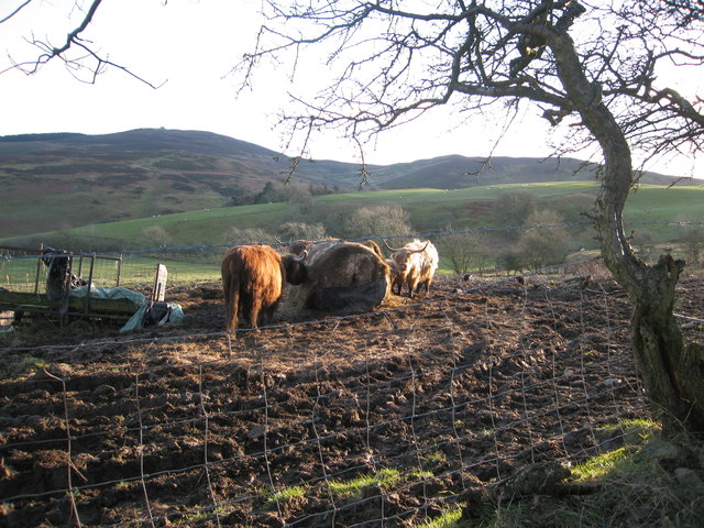 Highland cattle a long way from home