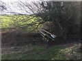 SJ7851 : Audley: wooden footbridge over stream near Yewtree Farm by Jonathan Hutchins