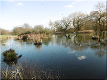TQ2995 : Wildlife pond in Oakwood Park by Marathon