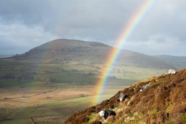 Sheep with rainbows on north-west ridge of Gowbarrow Fell
