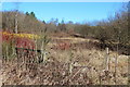 Valentec Nature Reserve, Pen-y-fan Industrial Estate