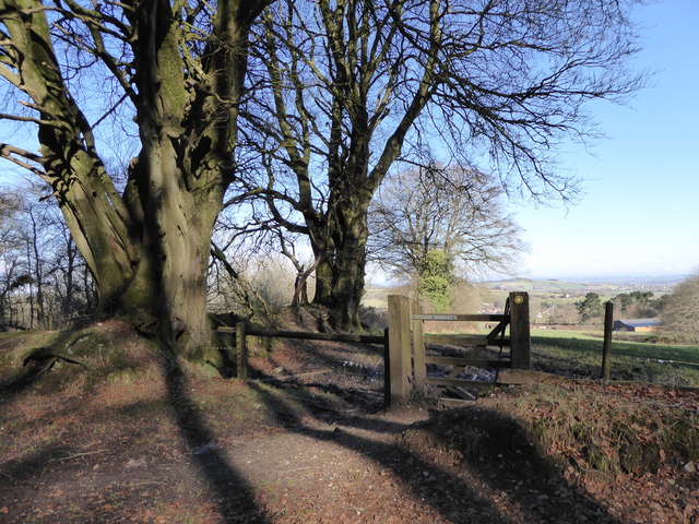 Footpath to Broadwindsor from Lewesdon Hill