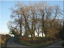 SS8278 : Northern end of ancient woodland near Nottage by eswales