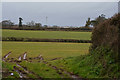 Sedgemoor : Grassy Field