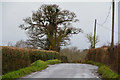 ST2734 : Sedgemoor : Country Lane by Lewis Clarke