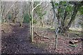 Path through Beech Wood