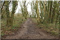 Track up Doonhill Wood