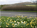 Daffodils on Birchwood Road