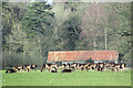 Fallow Deer and Farm Barn at Ashridge