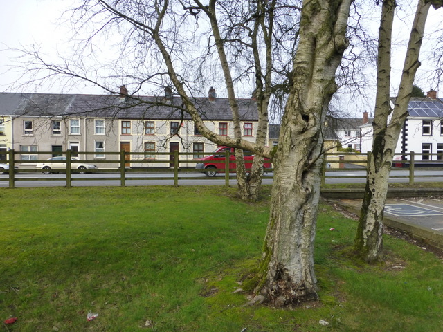 Trees, Omagh Health Centre