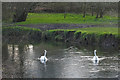 Swans on the Blackwater River