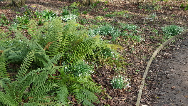 Ferns and Snowdrops in Water Garden, Trent Park, Enfield