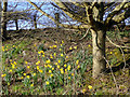 Daffodils at Rudge Heath, Shropshire