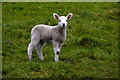 Bridgwater : Lamb Grazing