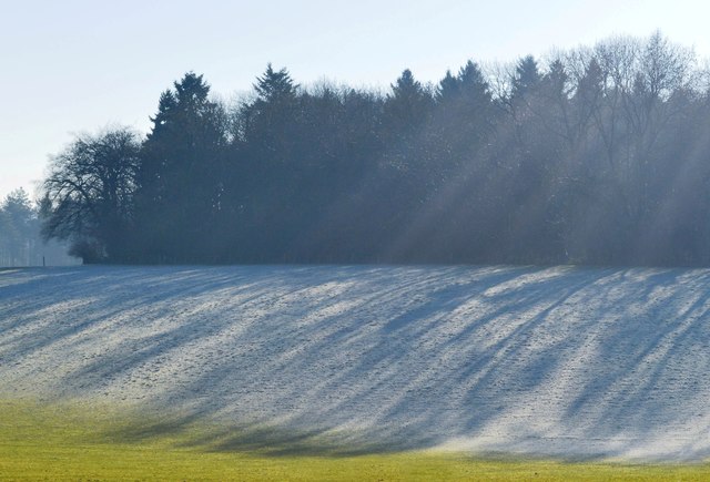 Frost and tree shadows, Goring Heath, Oxfordshire