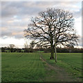 Tree on footpath through arable land, Great Baddow