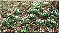 TG1602 : Snowdrops in Ketteringham Park by Evelyn Simak