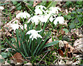 Snowdrops in Ketteringham Park