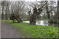 TQ0051 : Willows, River Wey Navigation by Alan Hunt
