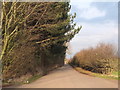 Dairy Farm Road at Nursery Plantation, Rainford