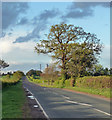 Country road near Stillingfleet (4)