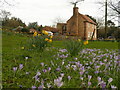 Collingham spring flowers