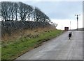 Border Collie on the Chase