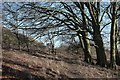 Footpath past Fosseway Environment Park