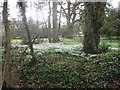 Snowdrops in the grounds of Parham Hall