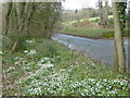 Snowdrops near Parham Hall