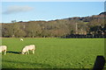 SE1962 : Sheep grazing in the Nidd Valley by N Chadwick
