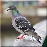 J3474 : Feral pigeon, Belfast  by Rossographer