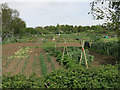 Allotments by Cottenham Road, Histon