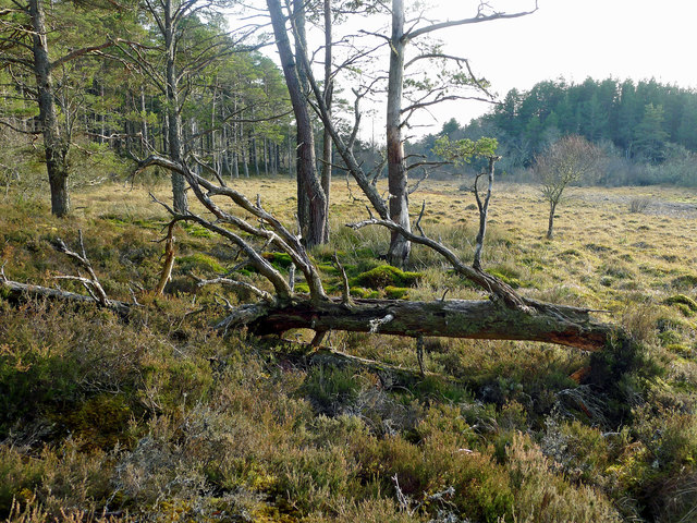 Area of bog within the Monadh Mòr Bog Forest