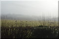 Sheep grazing in the mist