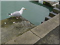 Herring Gull on Padstow Quay