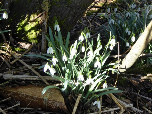 Snowdrops by a canal