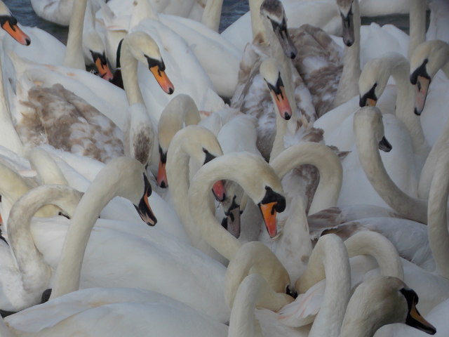 Windsor: scavenging swans get close to each other