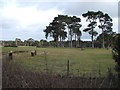 Equestrian course, Herringswell